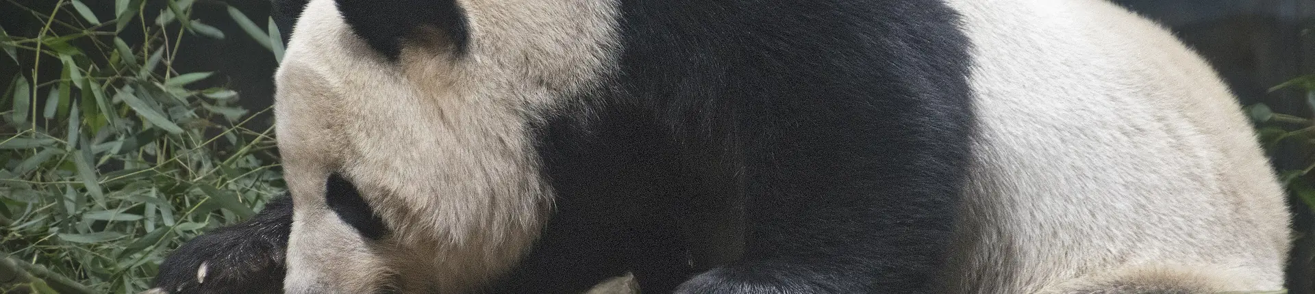 Close view of a giant panda eating bamboo at Bifengxia Panda Base, Sichuan