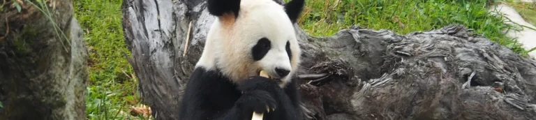 Chengdu Dujiangyan Panda Base