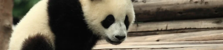 Chengdu Giant Panda Breeding and Research Center