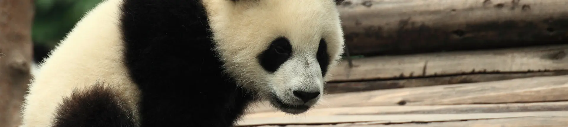 Giant panda leaning beside wooden beams with its head turned to the side