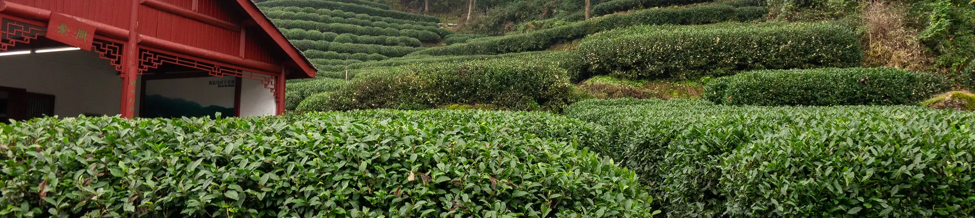 Trimmed tea bushes forming curved green rows beside a small red-roofed building