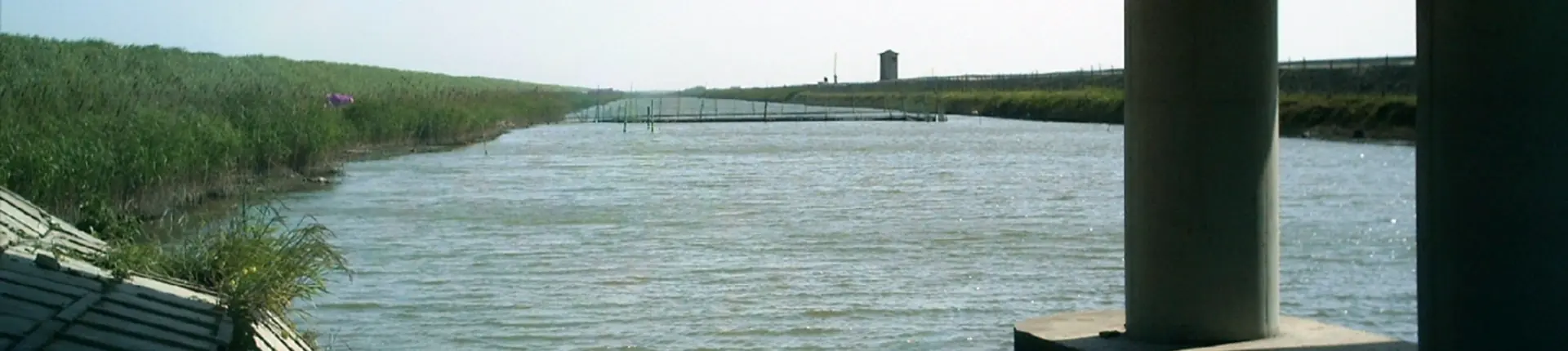 Waterway and green reed beds viewed beside a bridge on Chongming Island, Shanghai