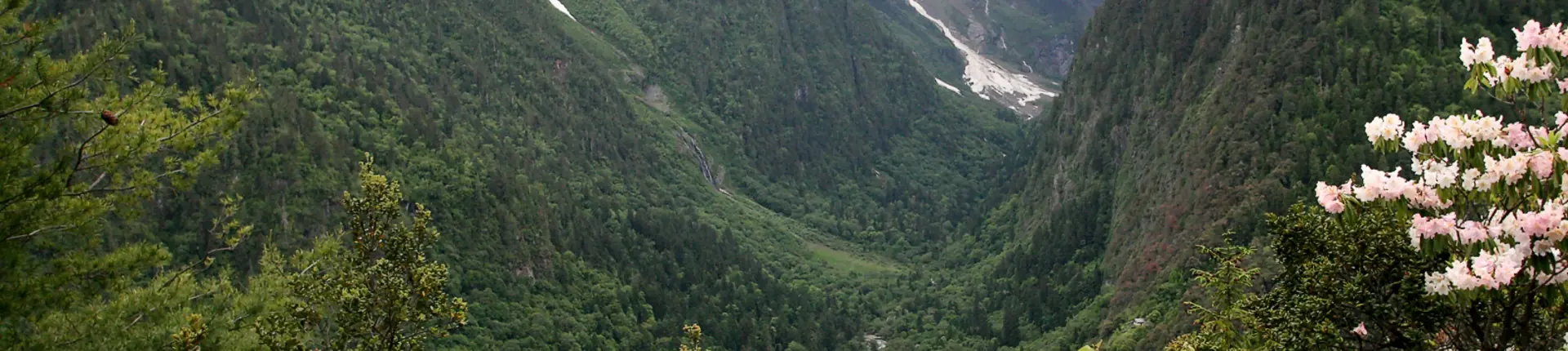 Bewaldetes Bergtal und rosa Blüten in der Gegend von Yubeng in Yunnan