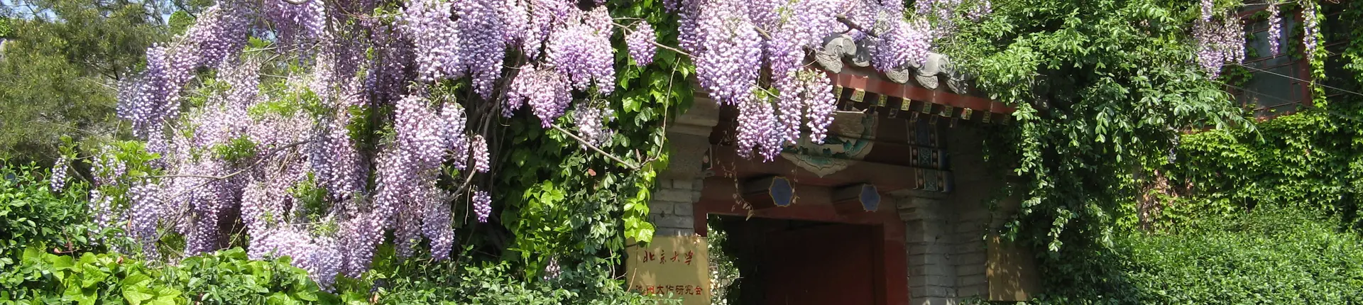 Purple wisteria blossoms hanging above a garden doorway at Jingyuan Garden, Tianjin