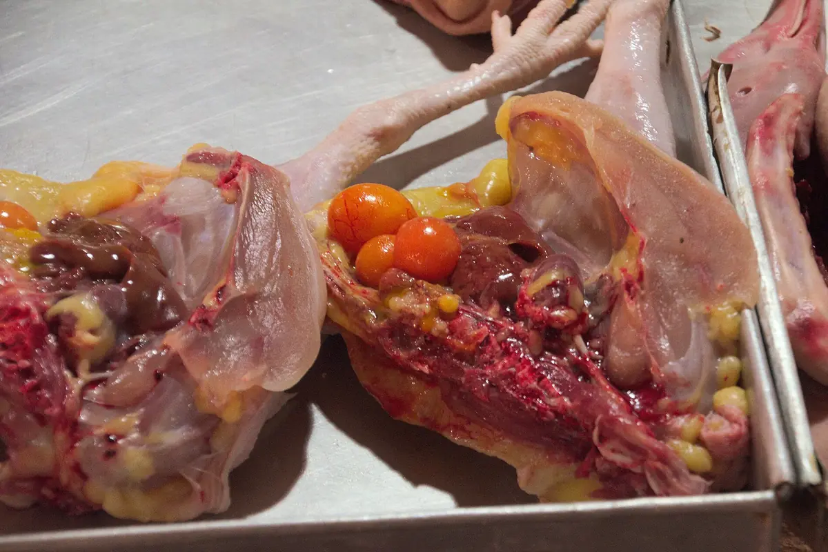 Raw poultry opened on a food-preparation surface with visible eggs and organs