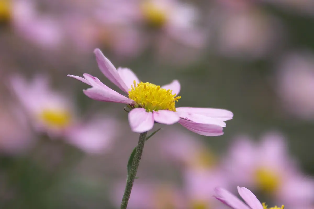 Pink flower with a yellow center against a softly blurred floral background