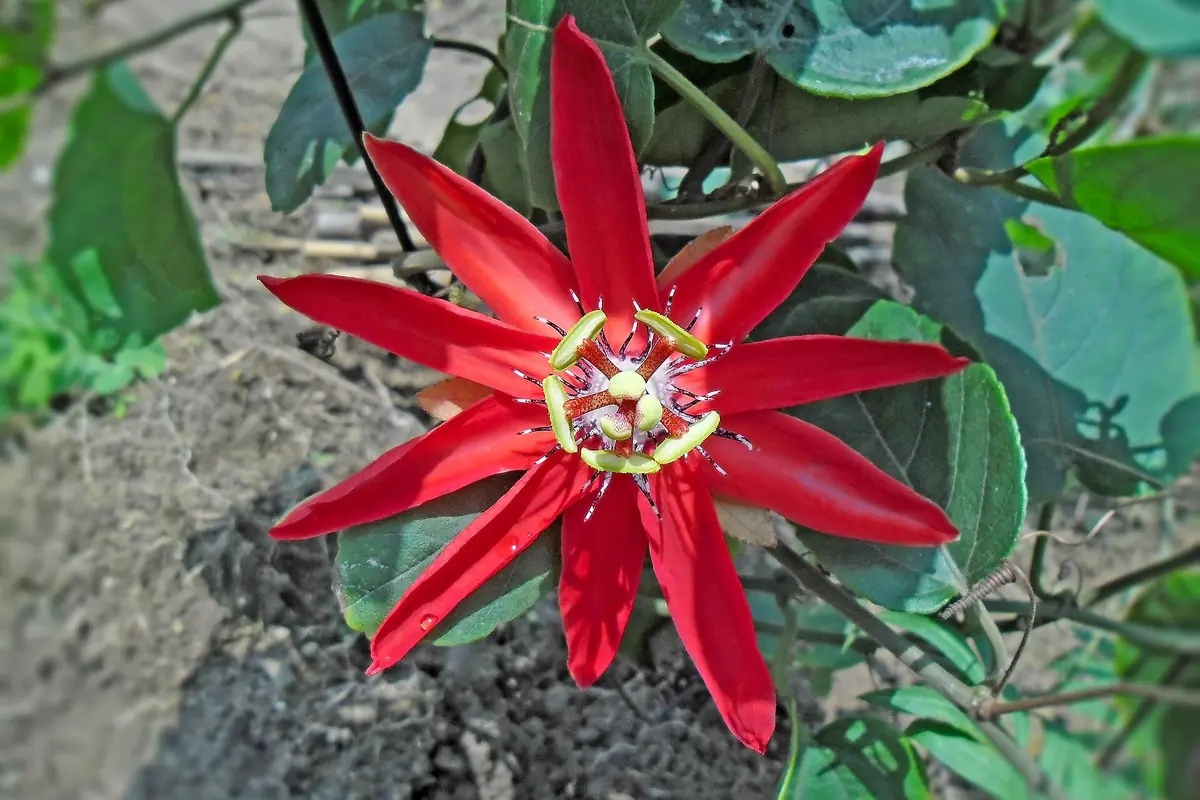 Red star-shaped flower with pointed petals among green leaves