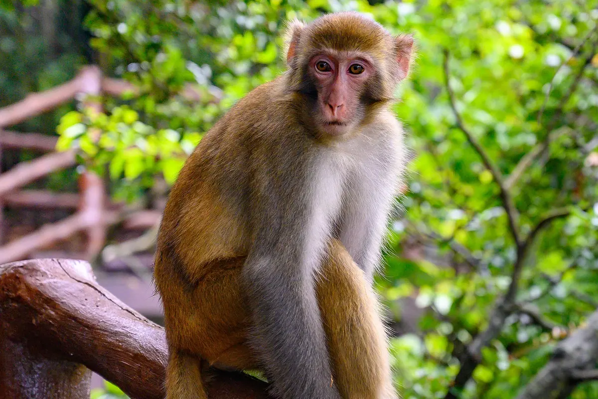 Brauner Affe sitzt zwischen leuchtend grünen Blättern auf einem Ast