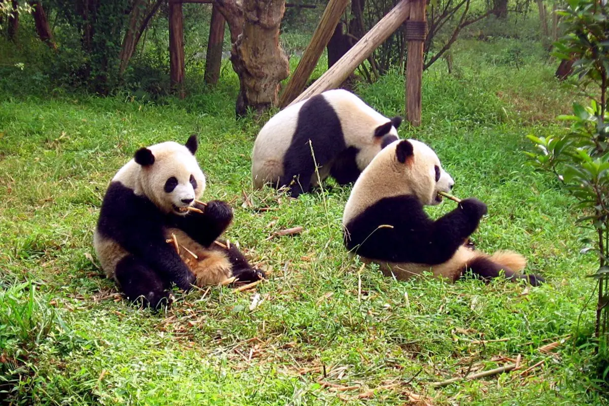 Two giant pandas eating bamboo on a grassy lawn at the Chengdu Research Base