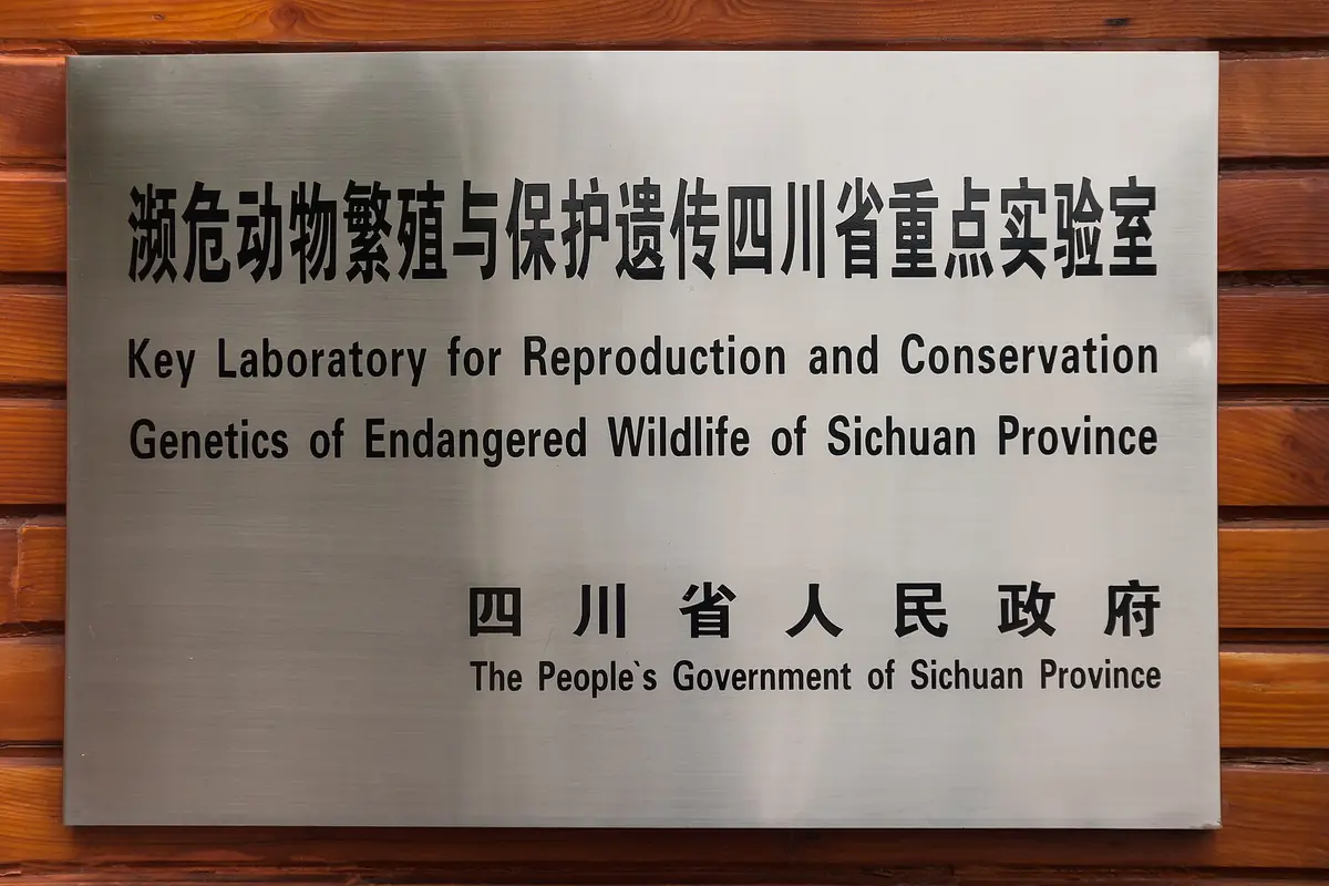 Chengdu Sichuan China Panda-Zucht- und Forschungszentrum-04