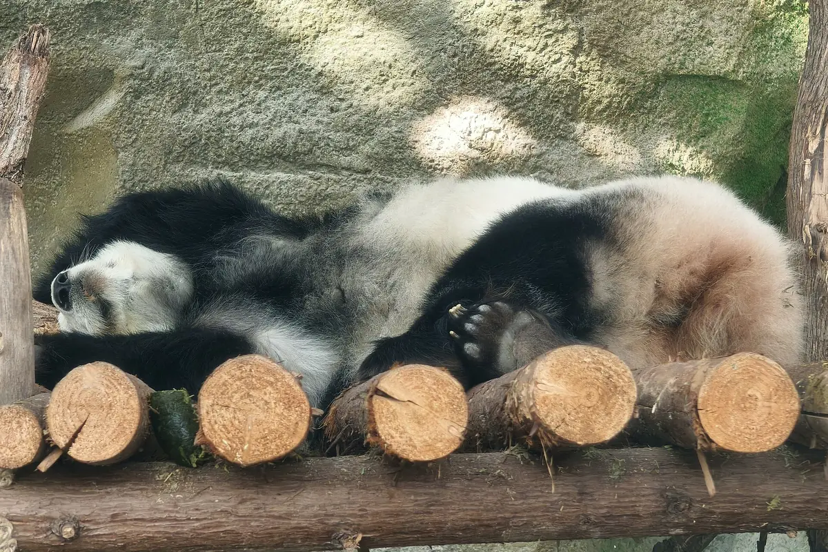 Giant panda sleeping on its back atop a wooden log platform