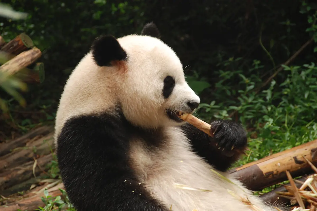 Giant panda sitting in woodland while holding bamboo near its mouth