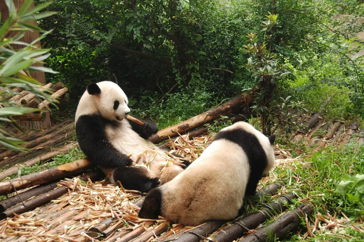 Two giant pandas resting among bamboo leaves and fallen branches