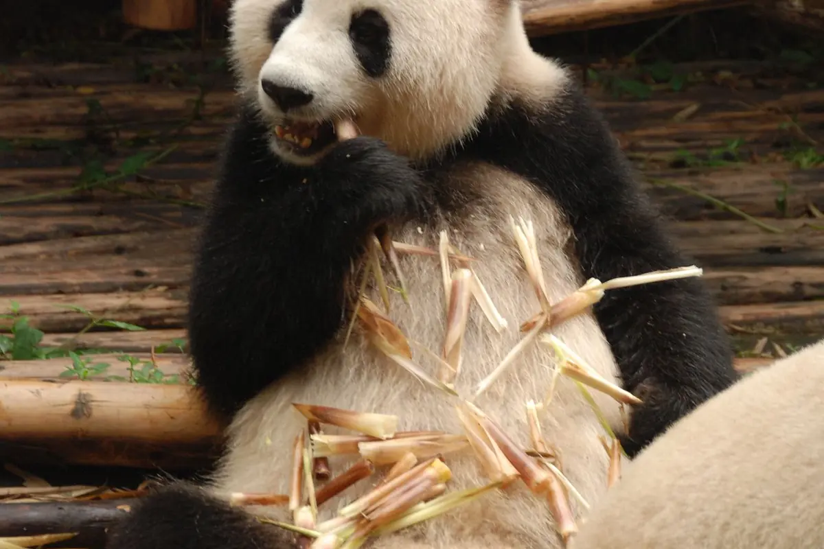 Giant panda holding bamboo against its chest beside wooden logs