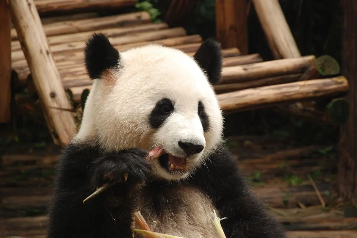 Giant panda chewing bamboo while sitting beside a wooden climbing frame