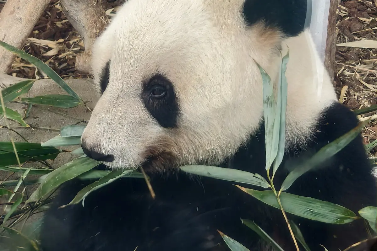 Panda eating Bamboo leaves, illustrating Top Fact