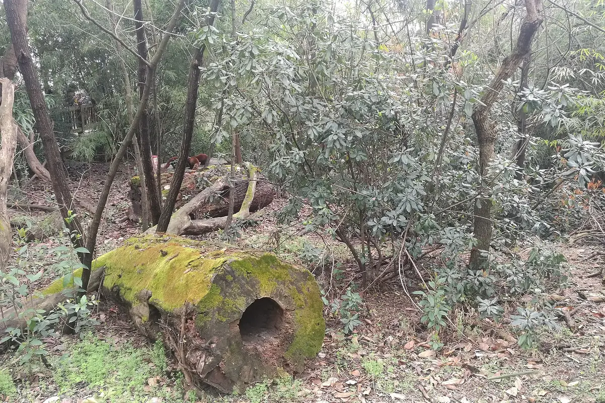 Moss-covered circular stone structure among fallen leaves on a wooded forest floor