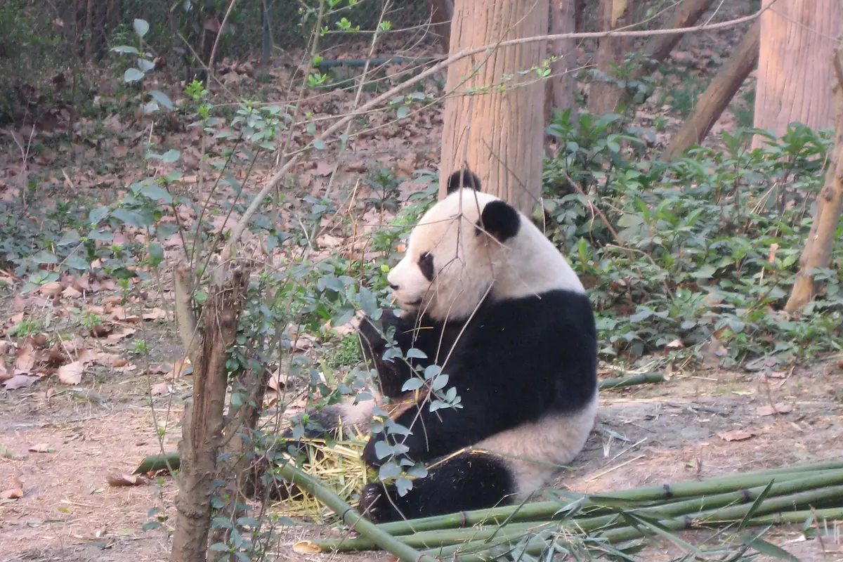 Giant panda eating bamboo beside tree trunks on a wooded slope