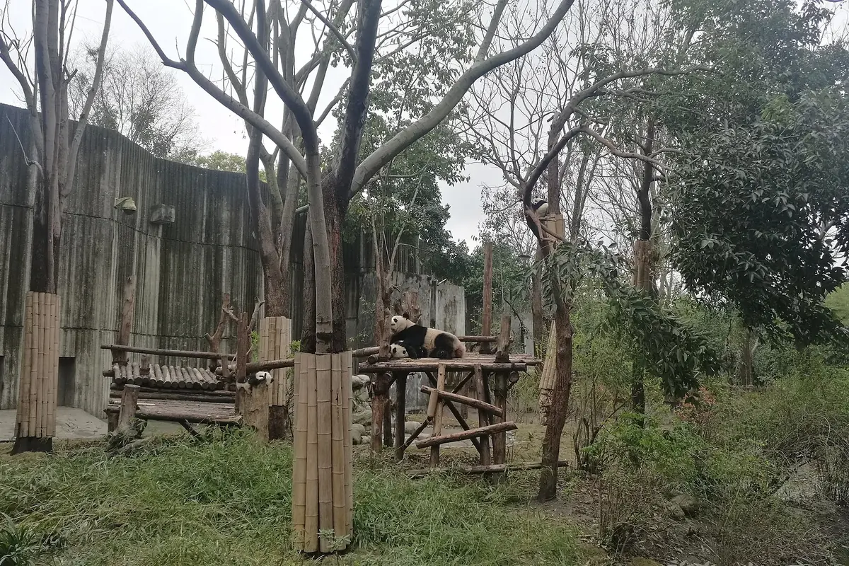 Pandejo en Ĉengduo 17, illustrating Wild Pandas