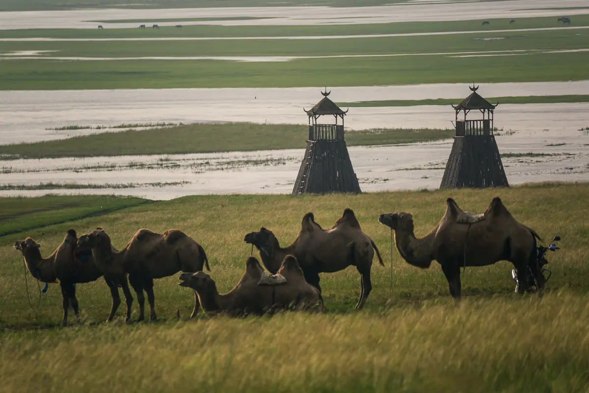 Camels resting and grazing beside a lakeshore with two wooden watchtowers