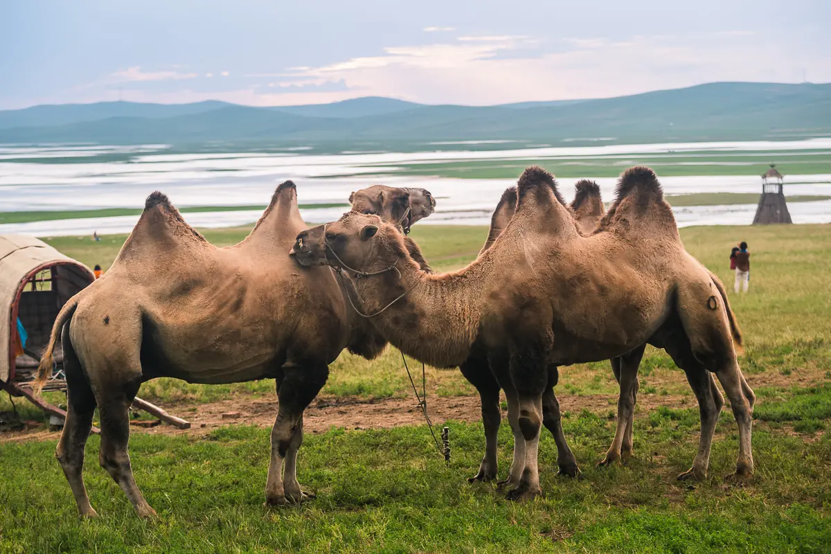 Two-humped camels standing on green grass beside a broad lake