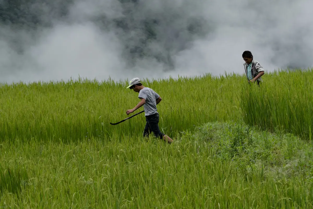 Petani bekerja di ladang lereng bukit yang hijau di bawah kabus yang bergerak