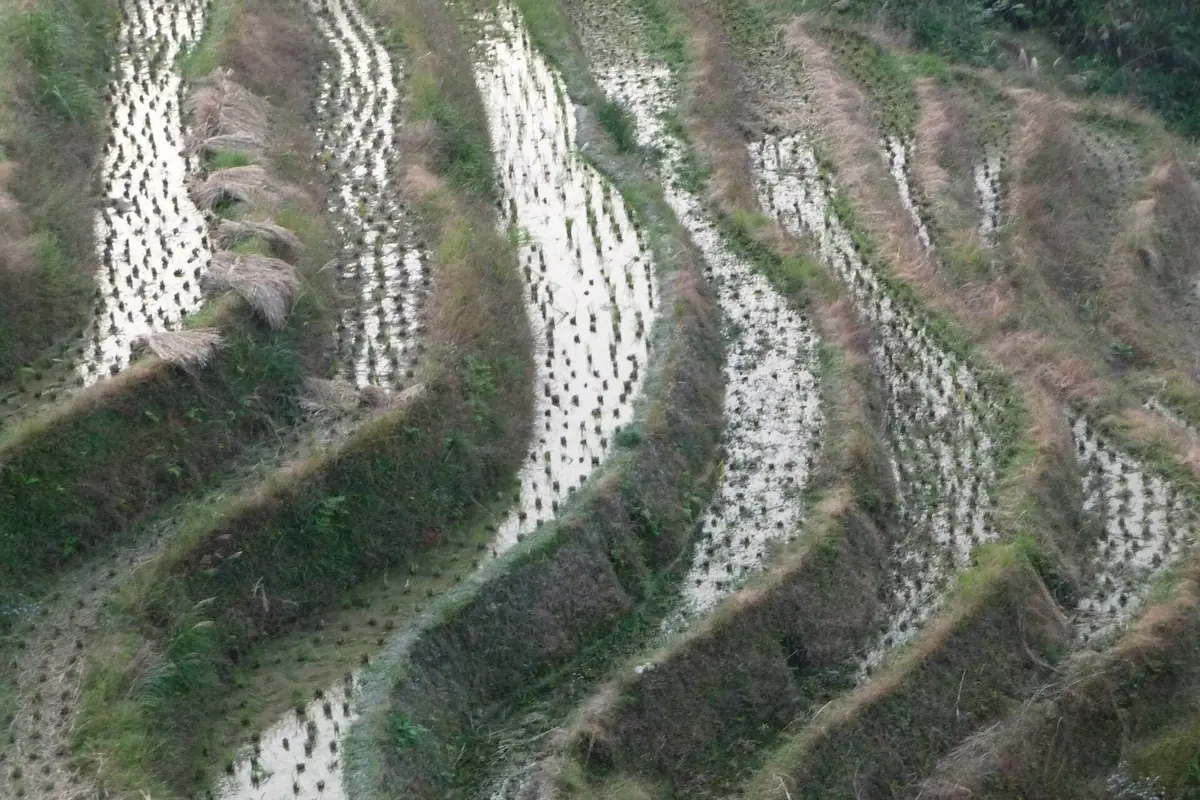Rows of young crops planted along curving terraces on a hillside