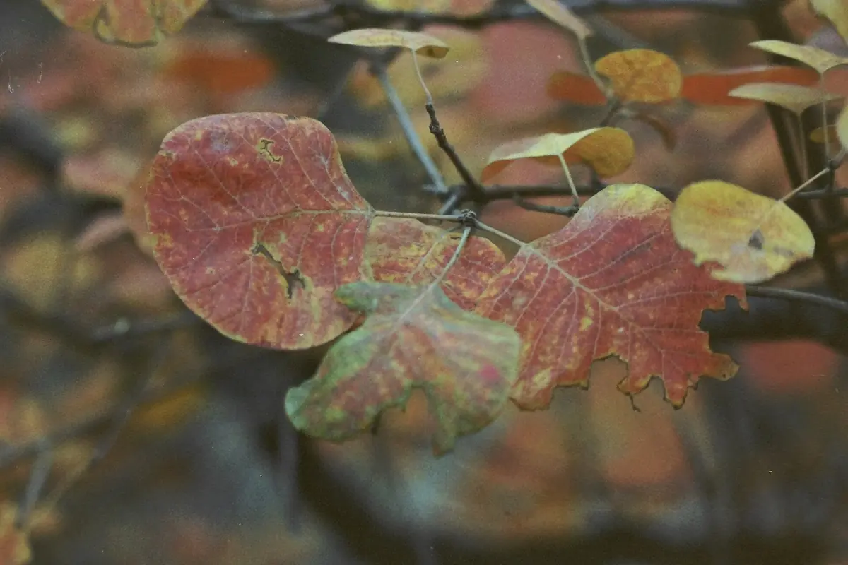 Close view of red-and-green autumn leaves on a thin branch