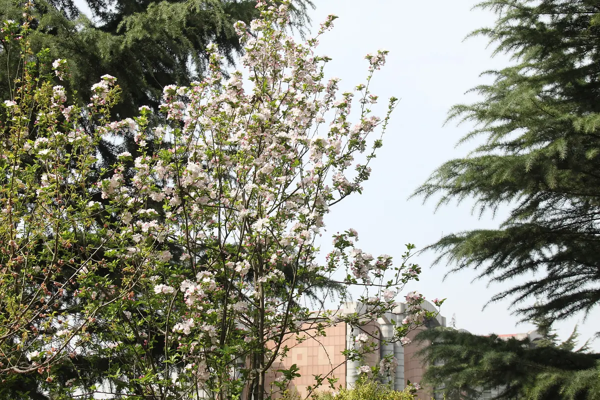 White blossoms on a tree beside an evergreen and a distant building