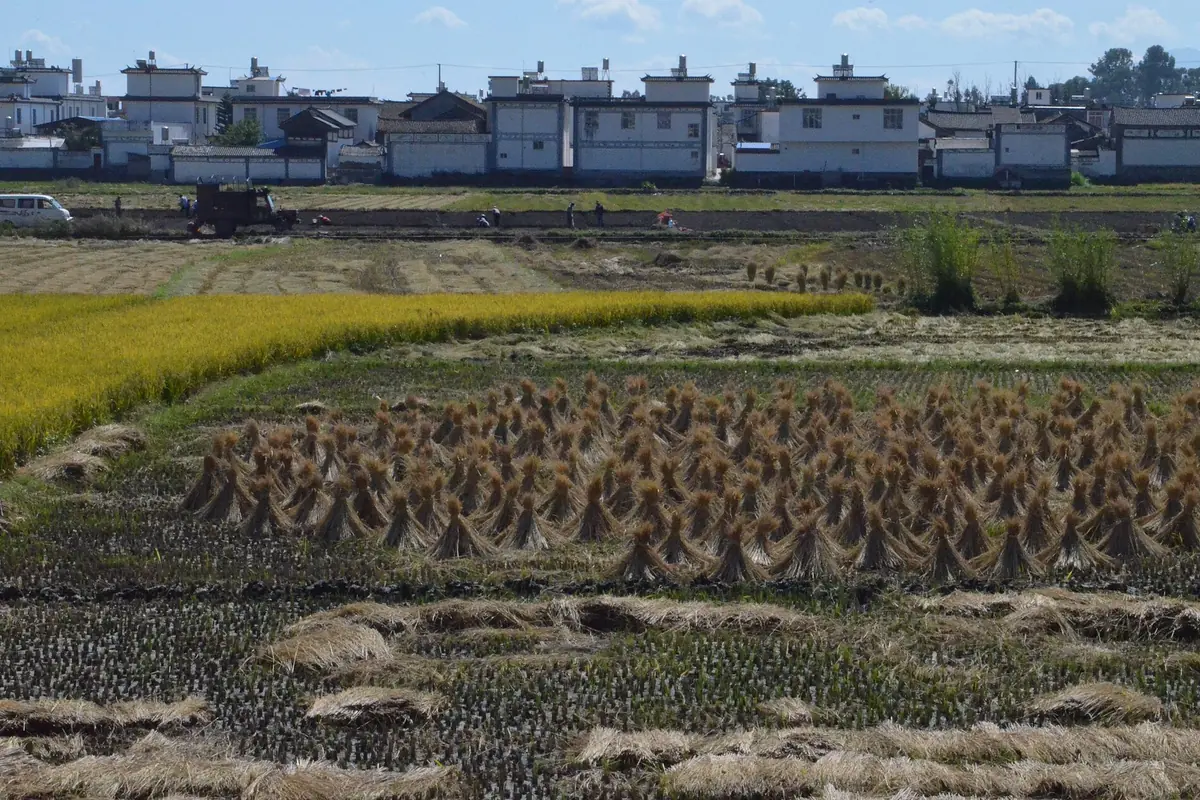 Harvested fields divided by grassy paths beside a row of white village houses