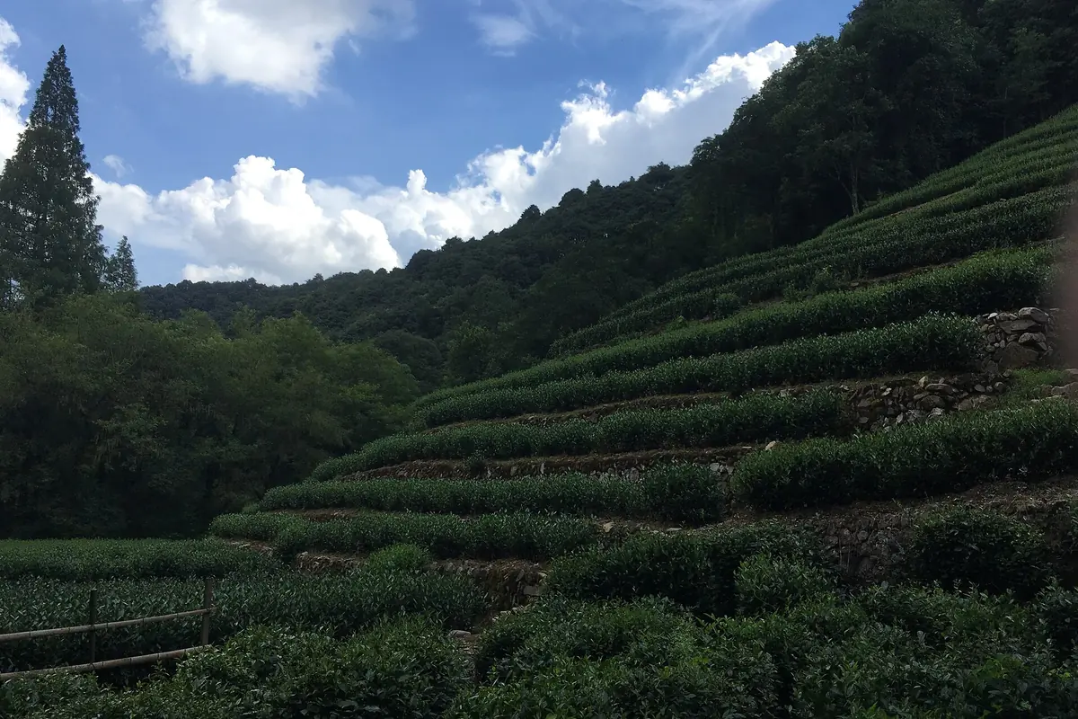 Pokok teh ditanam dalam barisan melengkung merentasi lereng bukit hijau