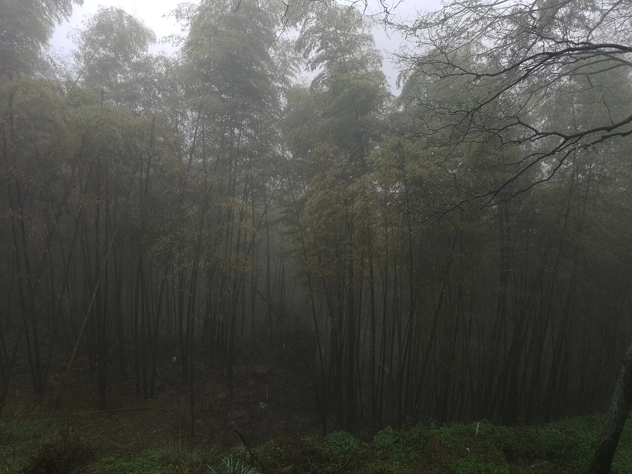 Dense bamboo grove beneath drifting mist and softly filtered daylight