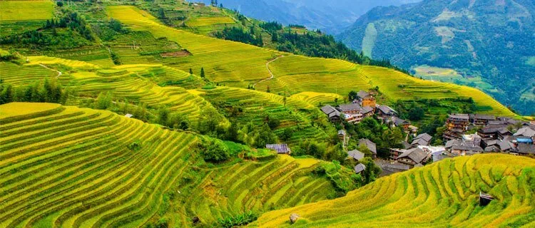 Golden-and-green Longji rice terraces curving around a hillside village