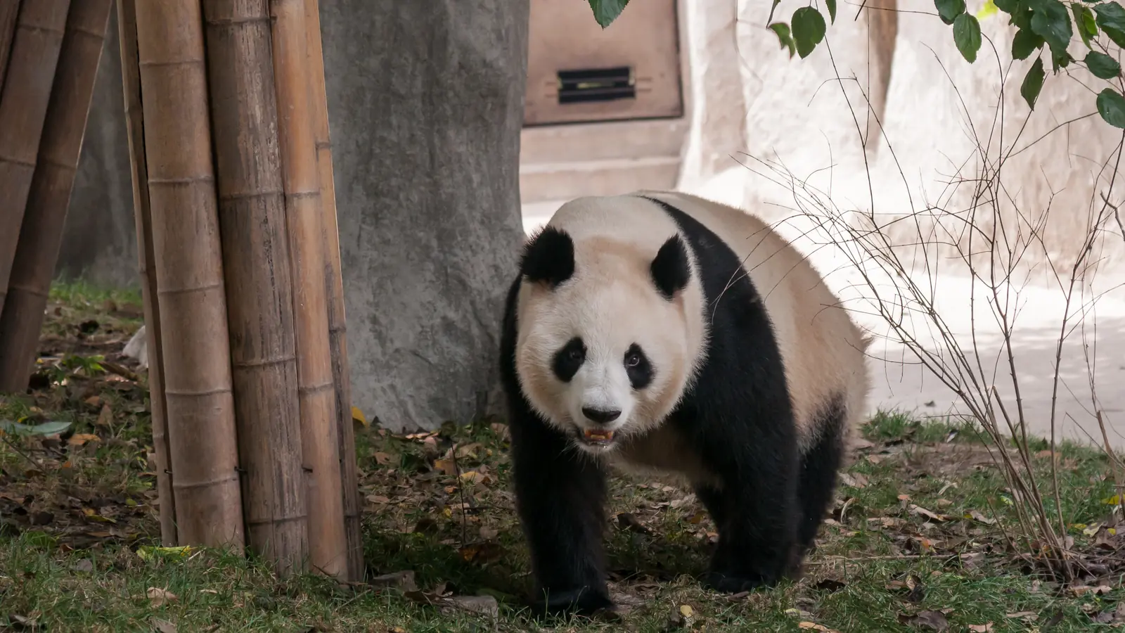 Giant panda walking beside bamboo and a stone wall in Chengdu