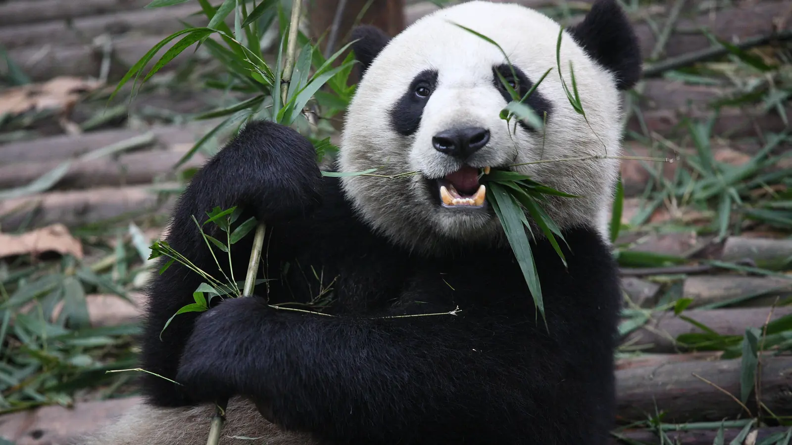 Giant panda sitting among bamboo leaves with its mouth open