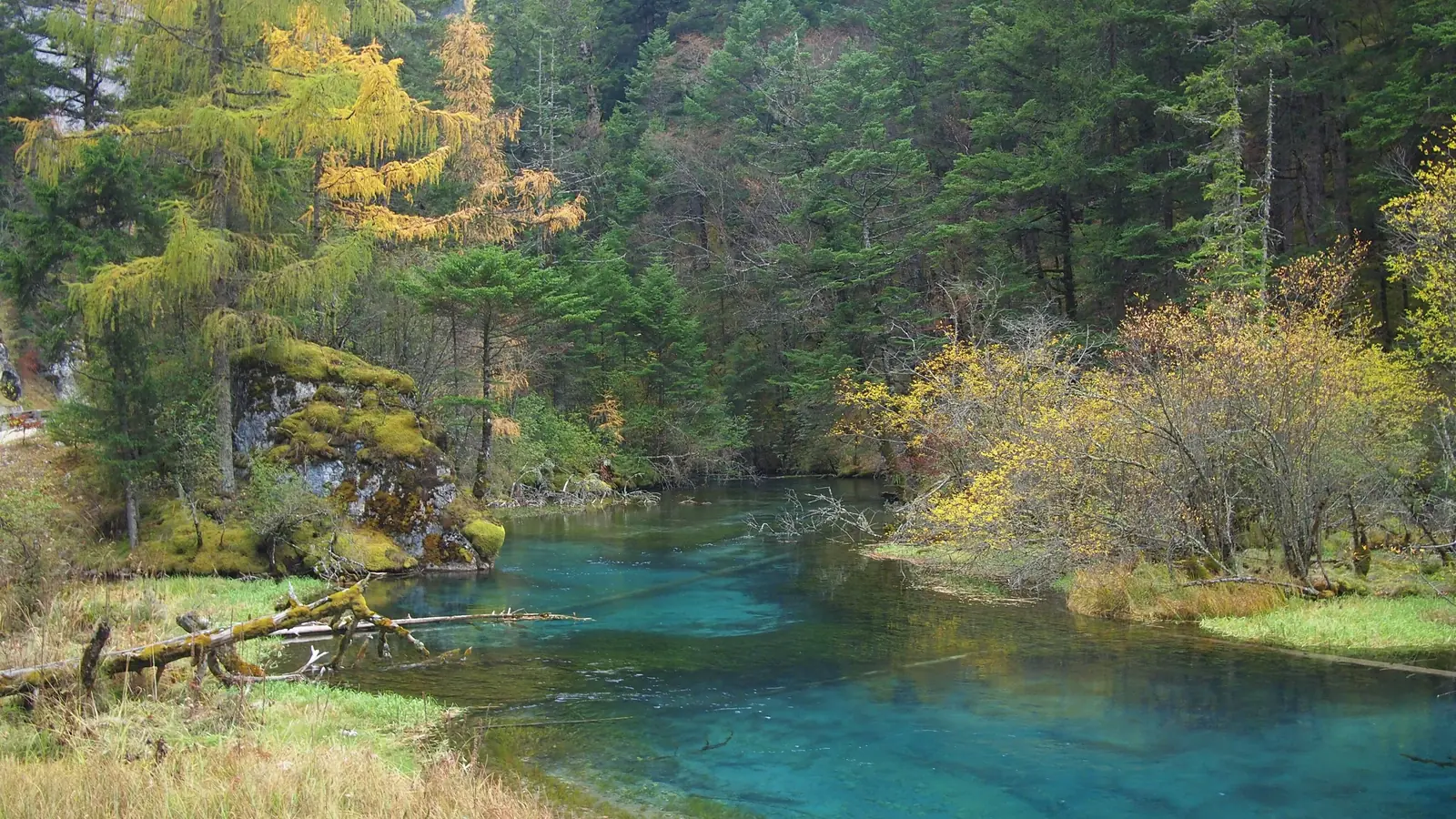 Clear turquoise stream running beside green trees and fallen branches