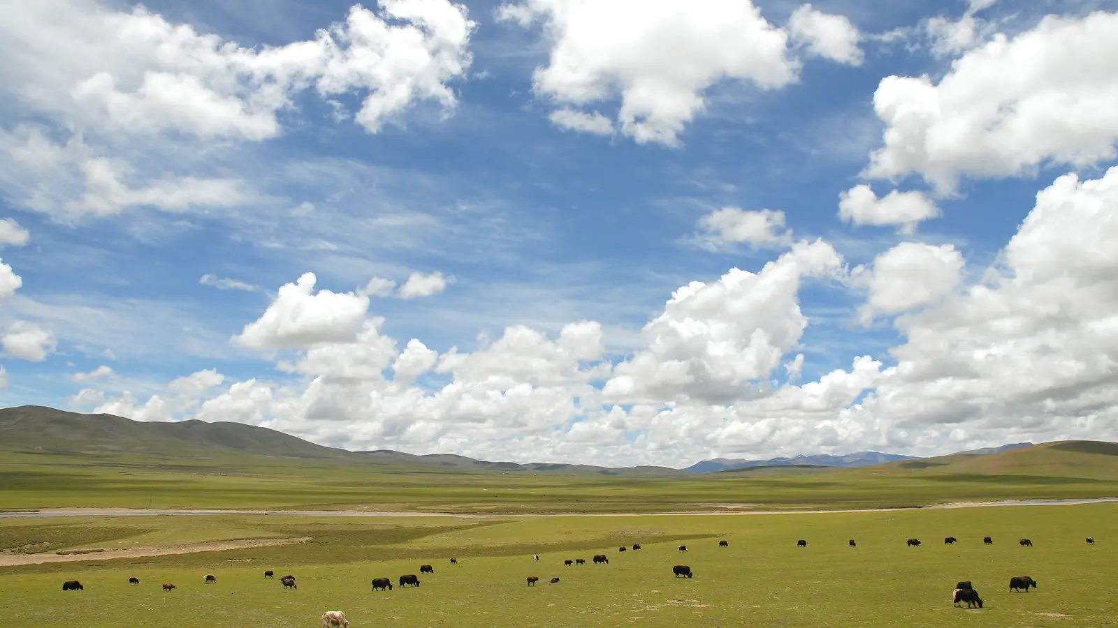 Dark grazing animals scattered across a broad grassland beneath white clouds