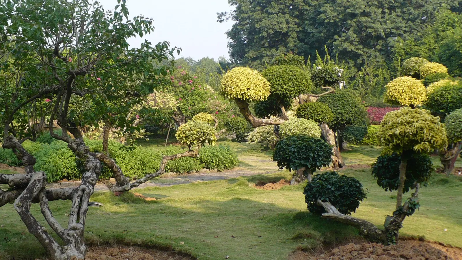 Manicured garden with rounded shrubs and curving trees beside a grassy lawn