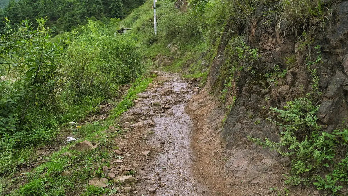 Denai tanah yang sempit berliku-liku melalui hutan rimba hijau yang tebal