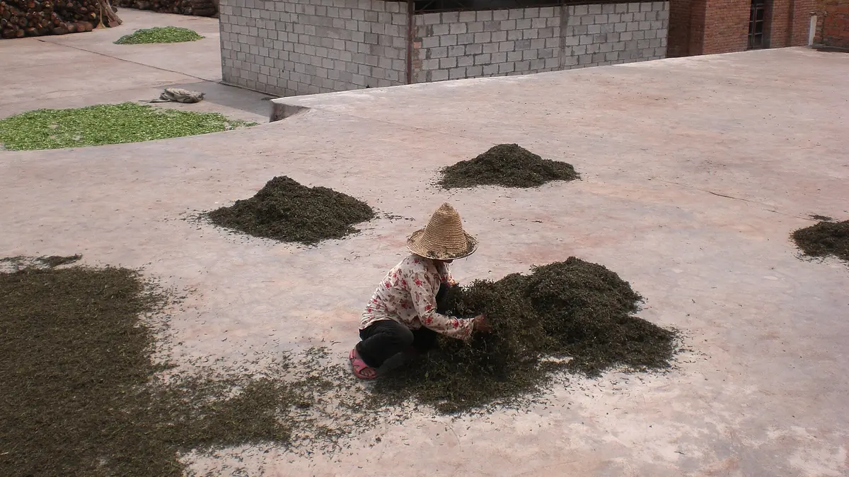 Seseorang mengasingkan timbunan daun teh kering di permukaan berturap di luar
