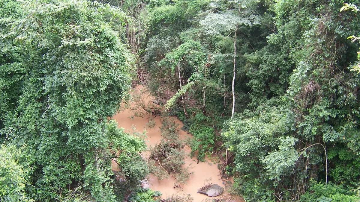 Laluan tanah kemerahan merentas hutan hujan hijau yang tebal