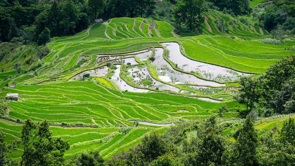 Bright green rice terraces with reflective pools curving across a steep hillside