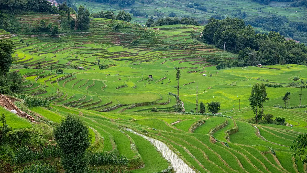 Campos aterrazados de un verde intenso junto a árboles y un estrecho sendero curvo