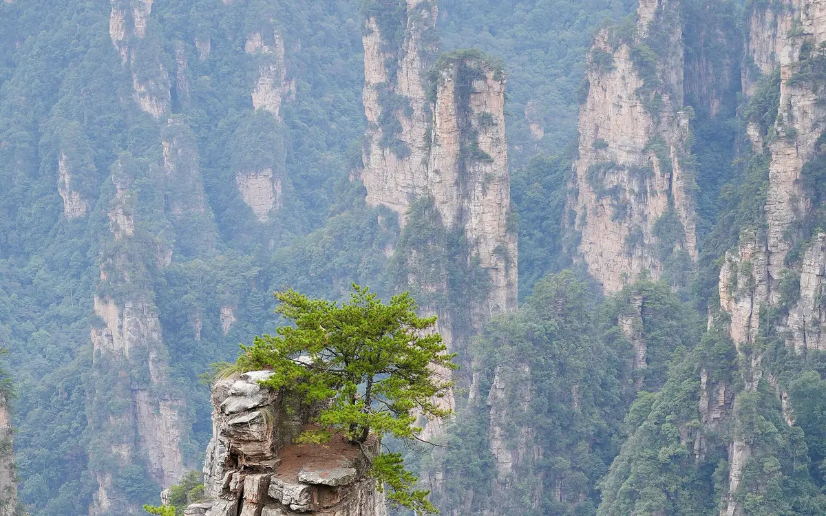 Pine tree growing on a narrow sandstone pillar beneath tall rocky cliffs