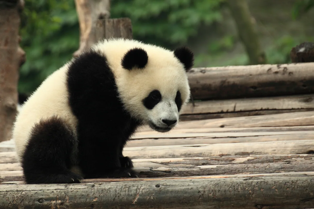A giant panda at the Chengdu Research Base of Giant Panda Breeding