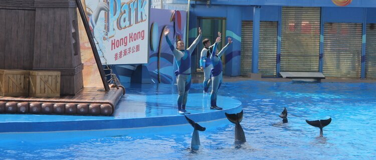 Trainers and sea lions performing beside a blue pool at Ocean Park, Hong Kong